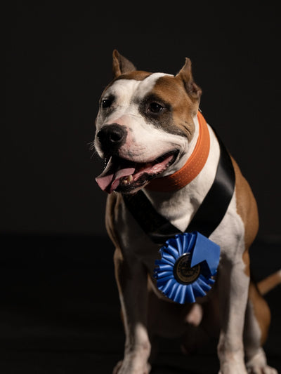 Best dog food for Staffies: happy red and white American Pit Bull Terrier in a Bully Max collar wearing an ADBA Top Dog sash