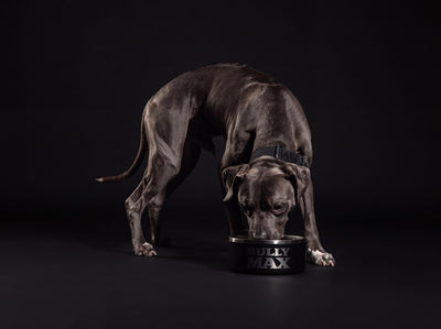 Blue American Pit Bull Terrier eating from a Bully Max bowl: how much to feed a 60 lb dog