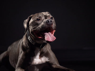 Best multivitamin for dogs: healthy blue American Pit Bull Terrier lying down close-up with its tongue out