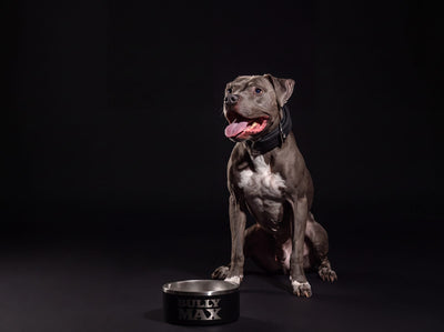 Blue American Pit Bull Terrier sitting beside a Bully Max dog bowl