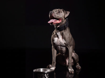 Blue American Pit Bull Terrier sitting and looking up beside a Bully Max dog bowl