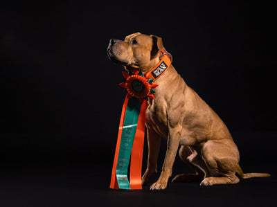 American Pit Bull Terrier weight pull champion sitting in a Bully Max collar with a championship rosette