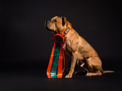 American Pit Bull Terrier adult: fawn dog sitting full-body with a weight pull champion rosette