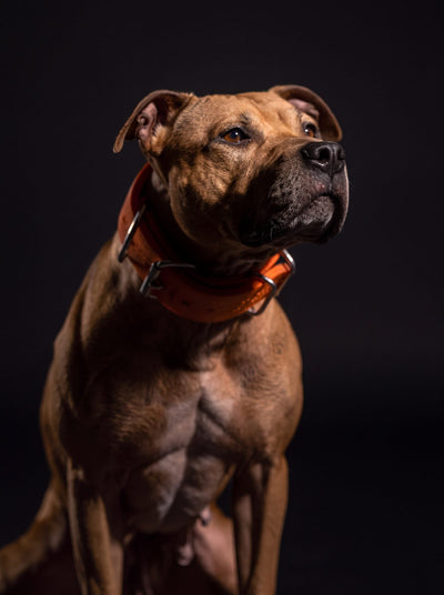 Fawn American Pit Bull Terrier sitting and looking up, wearing an orange collar