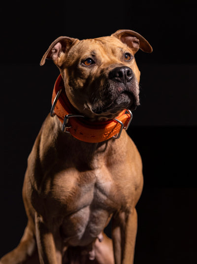 Fawn American Pit Bull Terrier sitting with a head tilt, orange collar