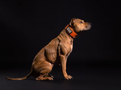 American Pit Bull Terrier sitting in side profile wearing a Bully Max collar