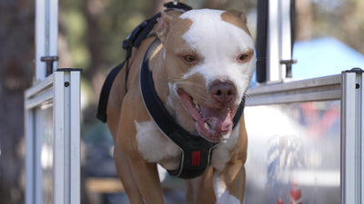 Stephanie Lamp's American Pit Bull Terrier Ferni running in a harness at a dog sports event