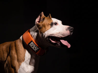 Happy red and white American Pit Bull Terrier in an orange Bully Max collar, studio headshot