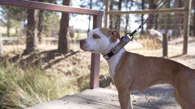 American Pit Bull Terrier on a leash outdoors wearing a Bully Max collar