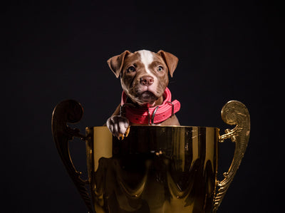 American Pit Bull Terrier puppy in a pink collar sitting in a gold trophy