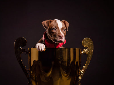 American Pit Bull Terrier puppy with a paw over the rim of a gold trophy