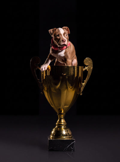 Red and white American Pit Bull Terrier puppy standing in a gold trophy cup