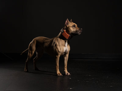 Lean, muscular fawn American Pit Bull Terrier in an orange collar, side profile