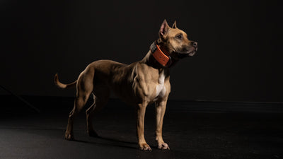 Fawn American Pit Bull Terrier with a glossy coat in an orange collar standing on a dark studio floor