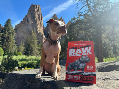 Vinny, an American Pit Bull Terrier, sitting beside a bag of Bully Max dog food