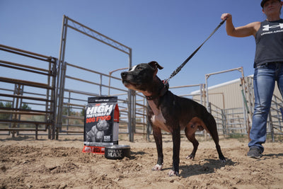 American Pit Bull Terrier Vinny on a leash beside a bag of Bully Max 30/20 High Protein dog food