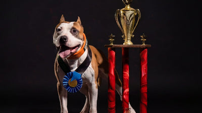 Smiling American Pit Bull Terrier with a blue ribbon and ADBA show trophy