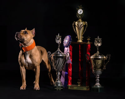 Fawn American Pit Bull Terrier in an orange collar standing beside show trophies and ribbons