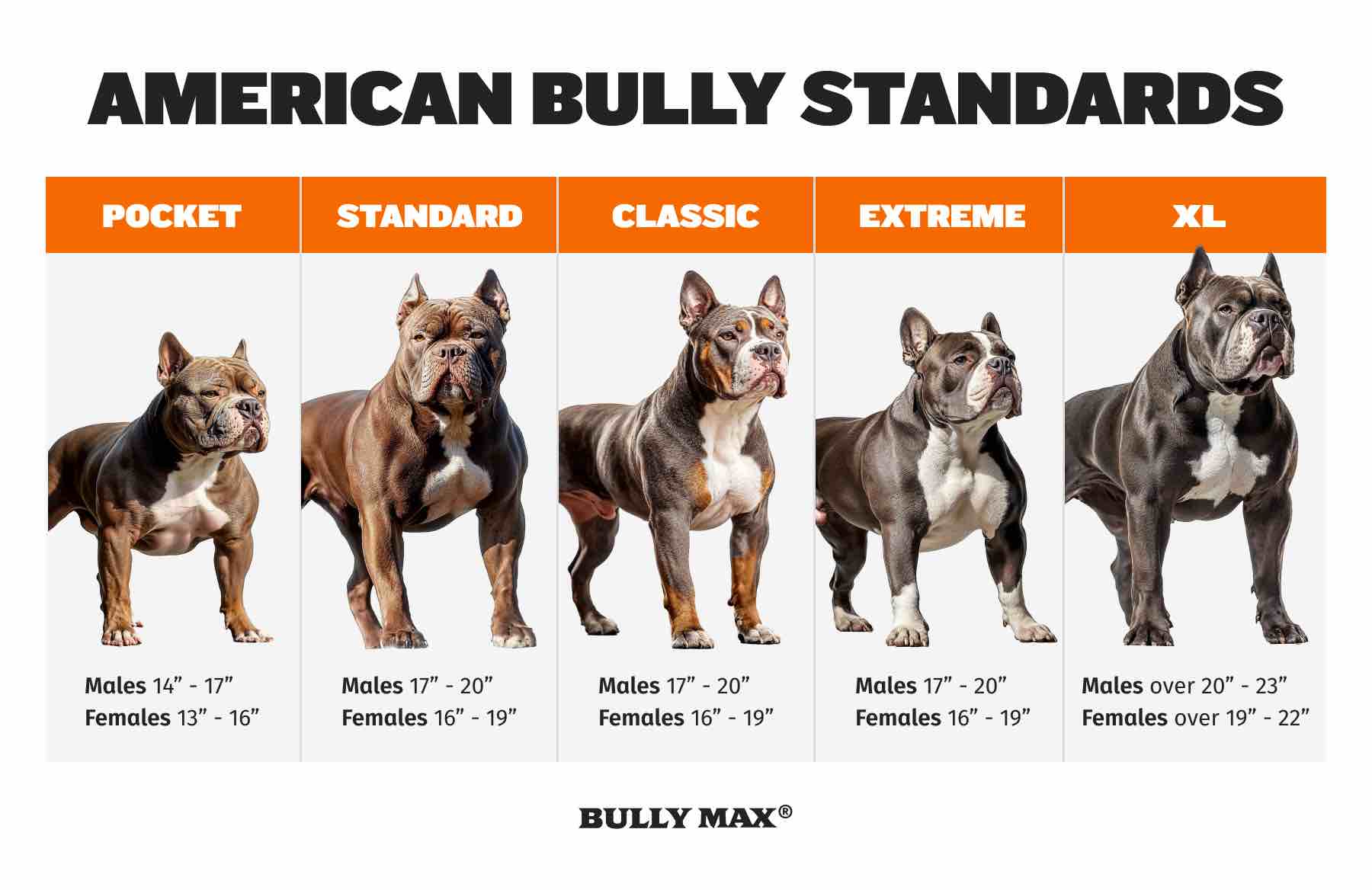 are american bulldogs as aggressive as pit bulls