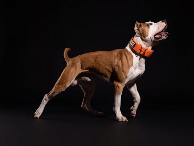 Lean, athletic red and white pit bull wearing an orange Bully Max collar