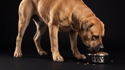 Fawn Boerboel, a South African mastiff breed, eating from a Bully Max bowl