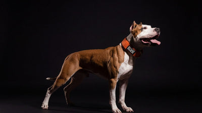 Muscular red and white American Pit Bull Terrier in an orange Bully Max collar standing in a dark studio