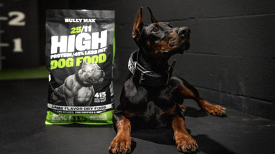 Best dog food for sensitive stomach: Doberman lying beside a bag of Bully Max 25/11 lamb-flavor dog food