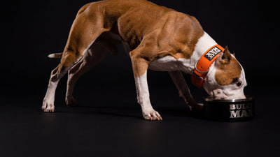 Best dog food for Staffies: a muscular red and white pit bull-type dog in a Bully Max collar eating from a Bully Max bowl