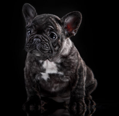 Brindle French Bulldog puppy on a black background