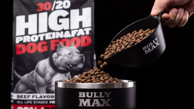 Best protein sources for dogs: close-up of Bully Max 30/20 beef dog food kibble pouring into a Bully Max bowl