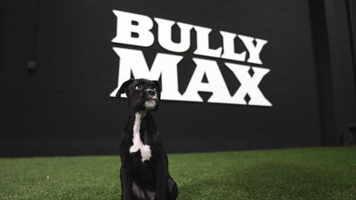 Best puppy food: a black and white puppy sitting on turf in front of the Bully Max logo wall