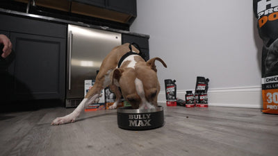 Pit bull eating from a Bully Max bowl in a kitchen beside Bully Max products