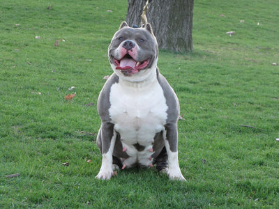Blue and white American Bully sitting in the grass at a park