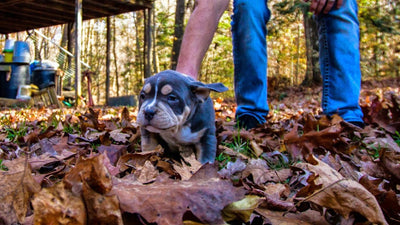 Blue and tan bully puppy walking through autumn leaves beside its owner