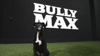 Boxer puppy sitting in front of the Bully Max logo wall
