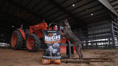 Brindle pit bull standing on a tractor step next to a bag of Bully Max 30/20 High Protein dog food