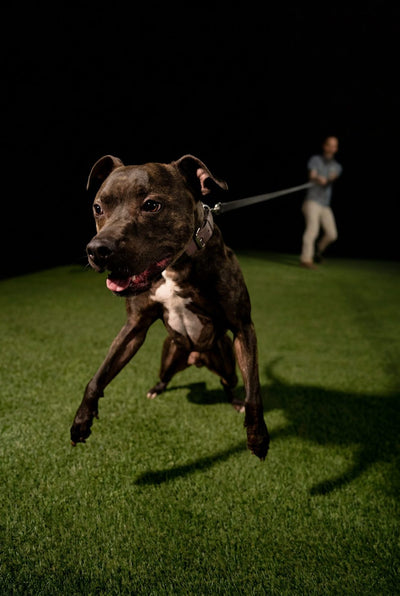 Brindle pit bull running and playing at full speed on turf