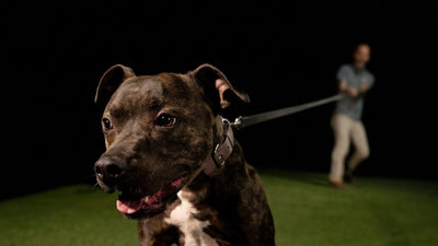 Brindle pit bull running toward the camera on a long line during recall training