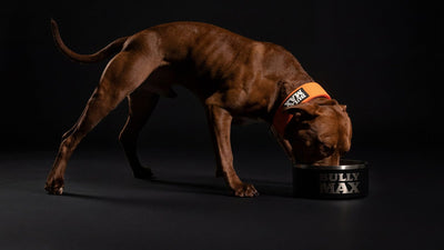Brown pit bull eating from a Bully Max bowl