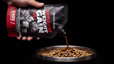 Help your dog bulk up: Bully Max 2-in-1 Liquid Weight Gainer poured over kibble in a Bully Max bowl