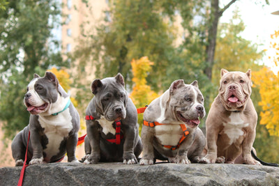 Which Dogs Are Considered Bully Breeds?