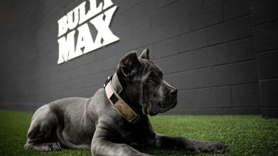 Cane Corso puppy lying on turf at the Bully Max training facility