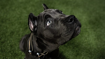 Cane Corso puppy on a leash looking up at its handler