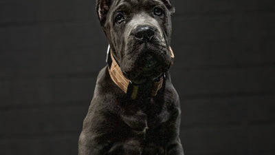 Cane Corso puppy sitting on turf at the Bully Max training facility