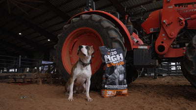 Red and white American Pit Bull Terrier sitting beside a bag of Bully Max 30/20 High Protein chicken dog food in front of a red tractor