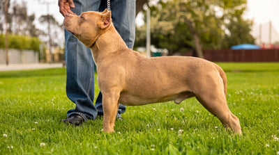 Fawn Classic American Bully stacked in side profile on grass