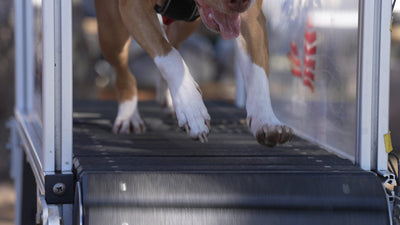 Close-up of a pit bull's paws and nails on a slat mill