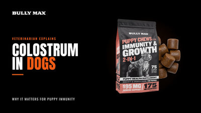 Colostrum in Dogs, Bully Max title card with a bag of Bully Max Puppy Chews for Immunity and Growth