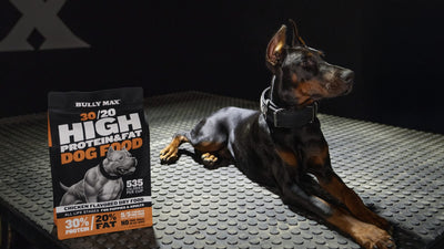 Doberman lying on a gym platform beside a bag of Bully Max 30/20 High Protein & Fat Dog Food