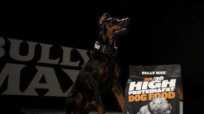Doberman sitting next to a bag of Bully Max 30/20 dog food in front of the Bully Max logo